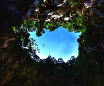 Low angle view of trees against sky