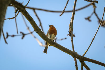Low angle view of bird perching on tree against sky