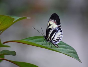 Close-up of butterfly on leaf