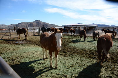 Horses on field against sky