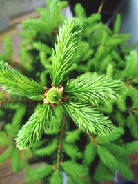 Close-up of fresh green plant