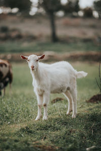 Full length of goat standing on field