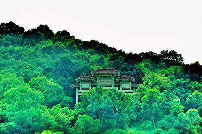 Scenic view of forest against clear sky