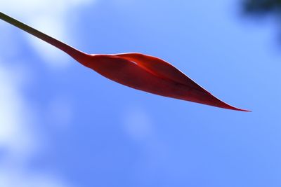 Low angle view of red flag against sky