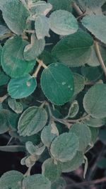 High angle view of leaves