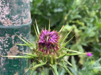 Close-up of pink thistle flower