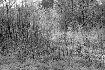 Bare trees in grass during winter