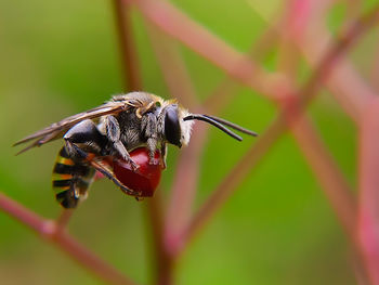 Close-up of bee pollinating on flower
