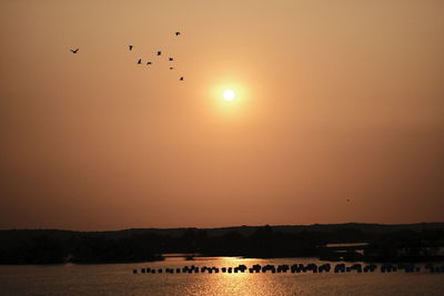 View of birds flying against the sky