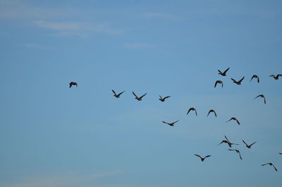 Low angle view of birds flying against sky