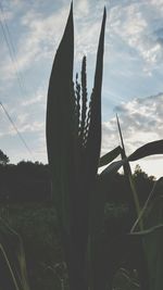 Close-up of cactus growing on field against sky