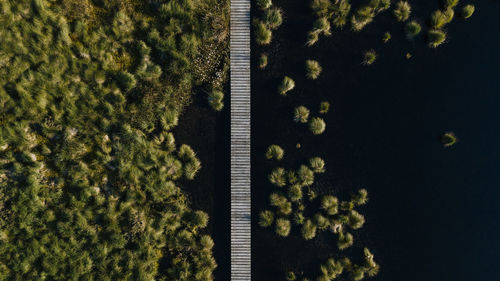 Plants growing in a forest