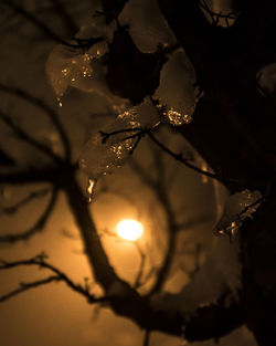 Low angle view of silhouette plant against sky during sunset