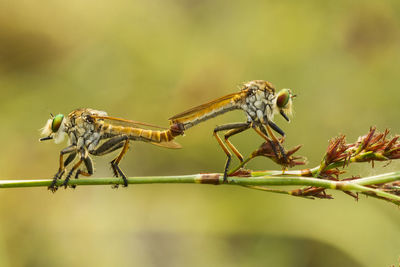 Close-up of insects mating on plant stem