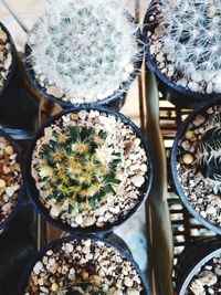 High angle view of succulent plant on table