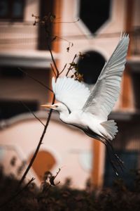 Close-up of a bird flying