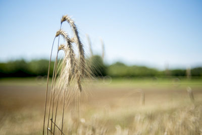 Close-up of wheat field against clear blue sky