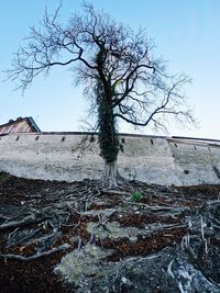 Bare tree on field against sky
