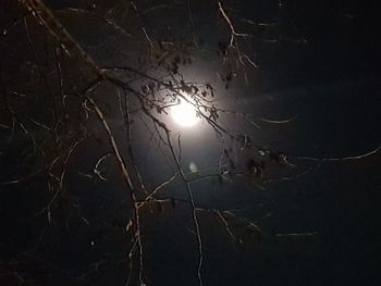 Close-up of tree during winter at night