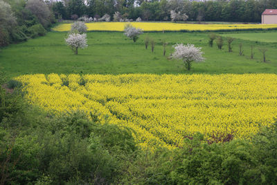 Scenic view of oilseed rape field