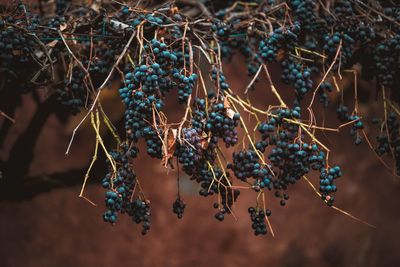 Close-up of berries growing on plant