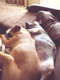 Dog lying on sofa