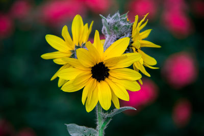 Close-up of yellow flowering plant