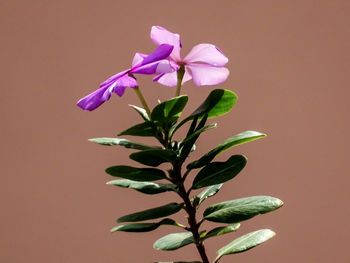 The natural flower bouquet