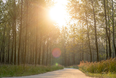 A road in the woods in the sun