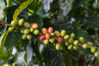 Coffee beans ripening on tree in north of thailand