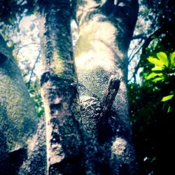 Close-up of tree trunk