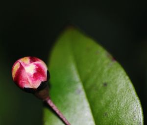 Close-up of fresh green leaf