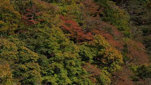 High angle view of trees in forest
