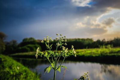 Plant growing on field against sky