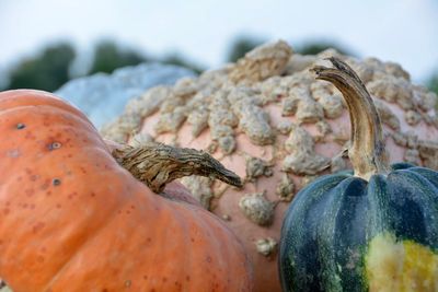 Close-up of pumpkin