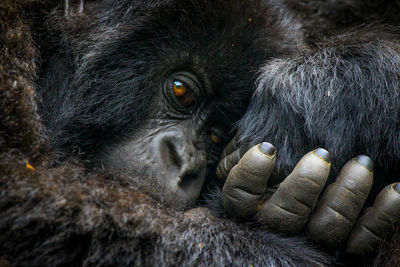 Mountain gorilla baby