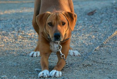 Portrait of dog on beach