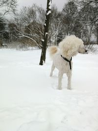 Dog on snow covered landscape
