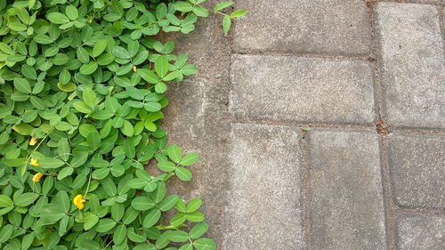 High angle view of plant growing on wall