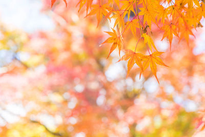 Close-up of orange maple tree during autumn