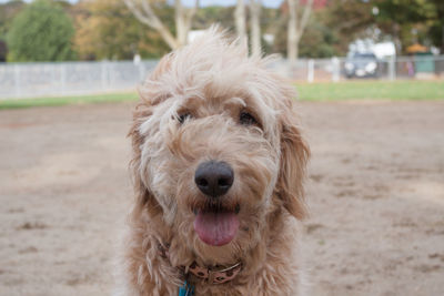 Close-up portrait of dog