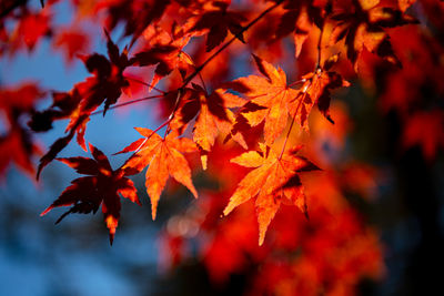 Close-up of maple leaves on tree