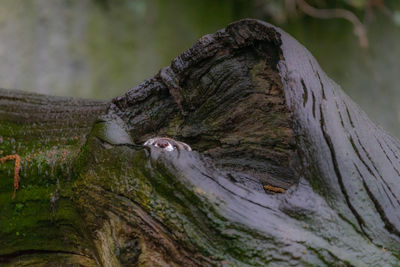 Close-up of moss on tree trunk