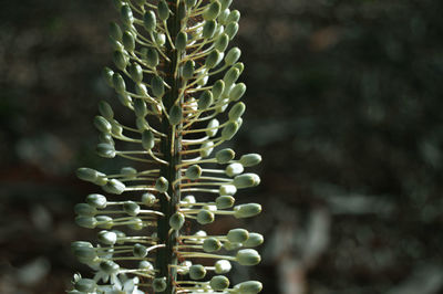 Close-up of green plant