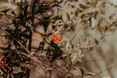Close-up of flowering plant