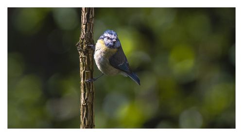 Close-up of bird perching on branch