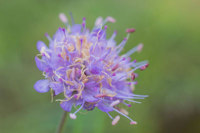 Close-up of purple flower