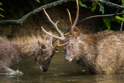 Deers in lake