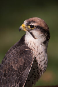 Close-up of eagle