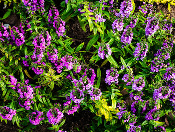 Close-up of purple flowering plants